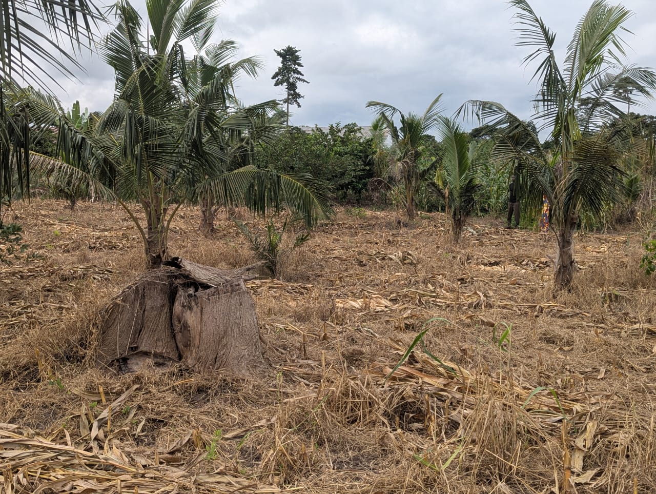 Coconut Farm